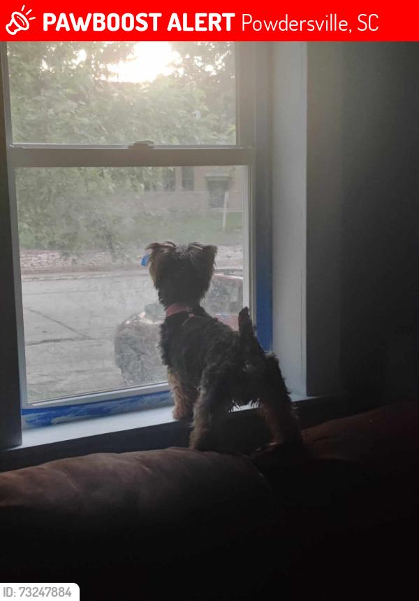 Lost Male Dog last seen N davis and white horse rd, Powdersville, SC 29611