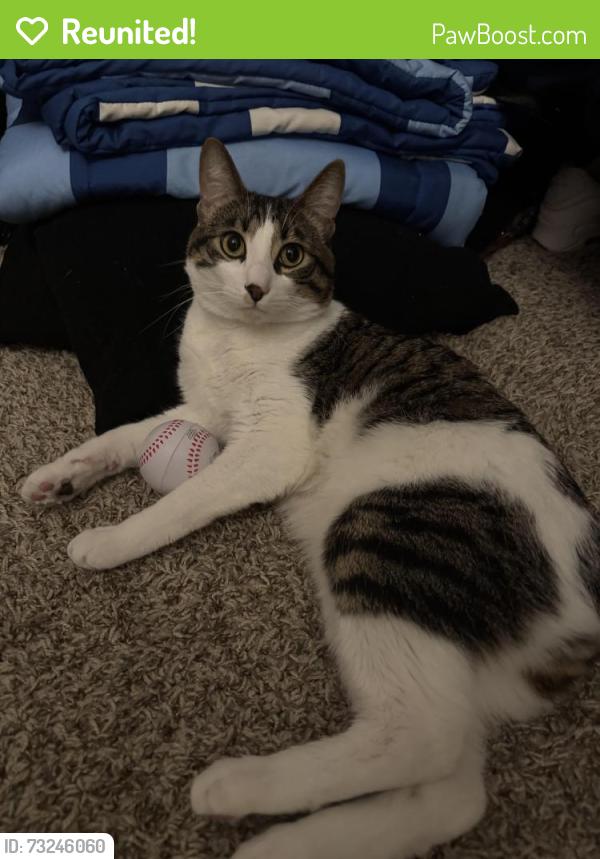 Reunited Male Cat last seen Max station Near Washington County Fair and Hillsboro Airport, Hillsboro, OR 97124
