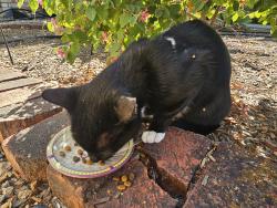 Found/Stray Male Cat last seen Woodside High School, Woodside, CA 94062