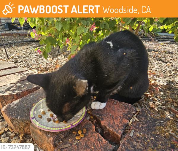 Found/Stray Male Cat last seen Woodside High School, Woodside, CA 94062
