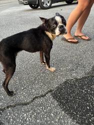 Found/Stray Male Dog last seen Grace Chapel EMS Base, Granite Falls, NC 28630