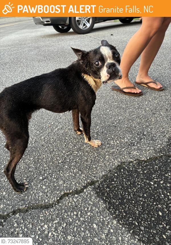 Found/Stray Male Dog last seen Grace Chapel EMS Base, Granite Falls, NC 28630