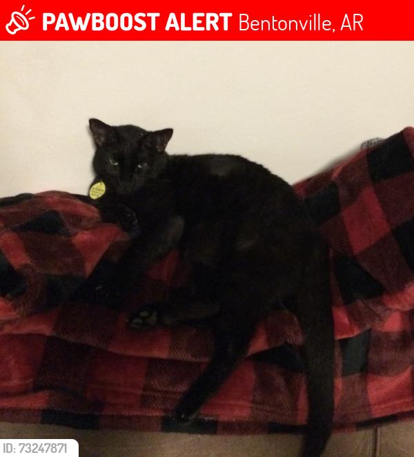 Lost Male Cat last seen Near E. Central Ave, Bentonville, AR 72712, Bentonville, AR 72712