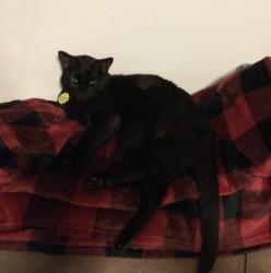 Lost Male Cat last seen Near E. Central Ave, Bentonville, AR 72712, Bentonville, AR 72712