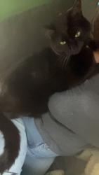 Reunited Male Cat last seen F street and Rowan, Spokane, WA 99205