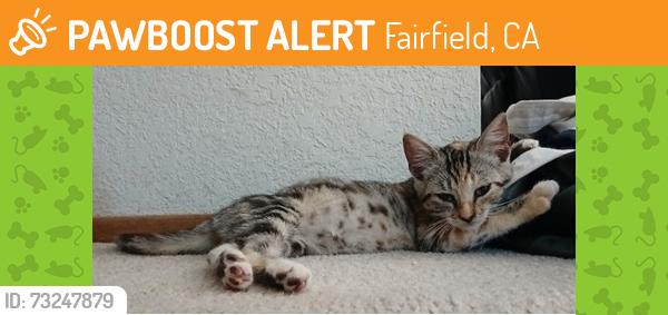 Found/Stray Female Cat last seen The Pointe apmts; 2550 Hilborn Road, Fairfield, Ca., Fairfield, CA 94534