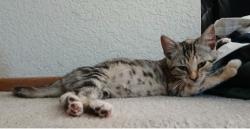 Found/Stray Female Cat last seen The Pointe apmts; 2550 Hilborn Road, Fairfield, Ca., Fairfield, CA 94534