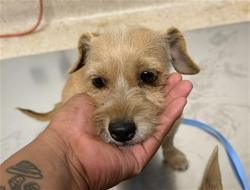 Shelter Stray Female Dog last seen Near BLOCK SAN DIEGO ST, LAMONT CA 93241, 3951 Fruitvale Ave, Bakersfield, CA 93308, USA