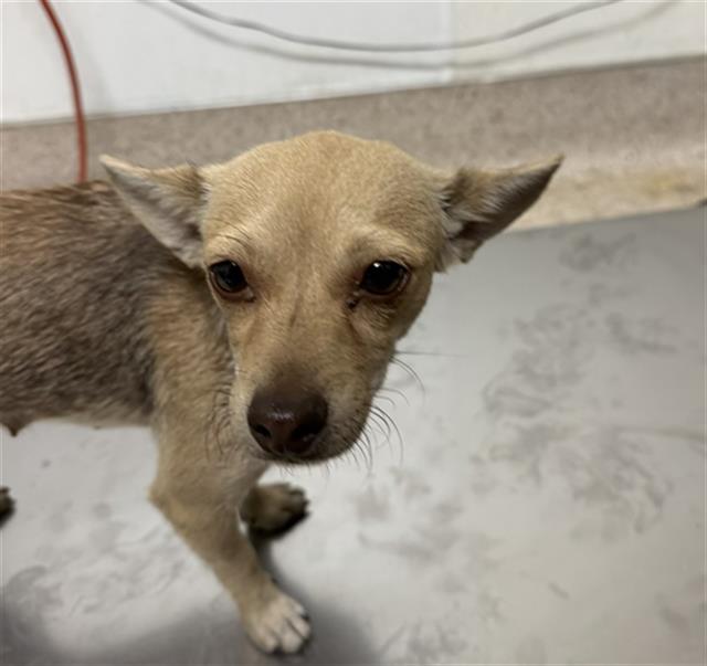 Shelter Stray Female Dog last seen Near BLOCK SAN DIEGO ST, LAMONT CA 93241, 3951 Fruitvale Ave, Bakersfield, CA 93308, USA