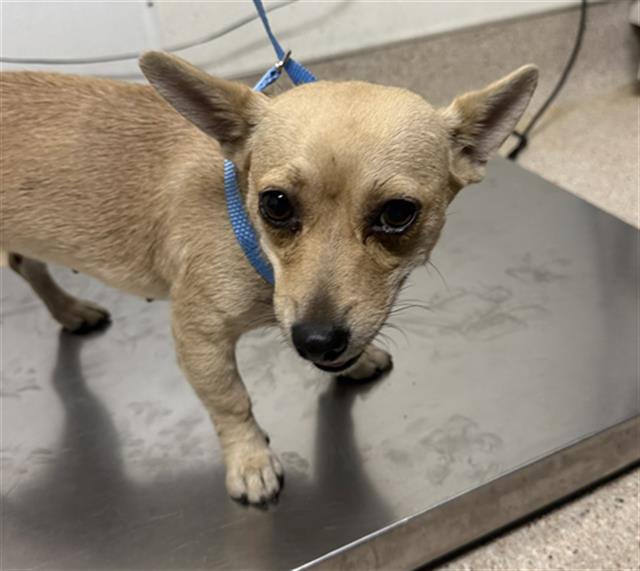 Shelter Stray Female Dog last seen Near BLOCK SAN DIEGO ST, LAMONT CA 93241, 3951 Fruitvale Ave, Bakersfield, CA 93308, USA
