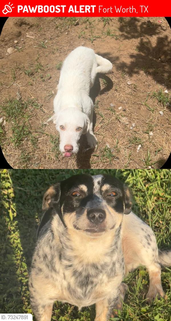 Lost Male Dog last seen meadowbrook, Fort Worth, TX 76112