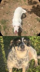 Lost Male Dog last seen meadowbrook, Fort Worth, TX 76112