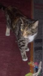 Reunited Female Cat last seen Caroline Street / Weber Street, Alameda, CA 94501
