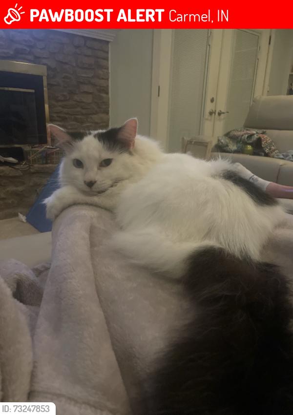 Lost Female Cat last seen Braewick Drive and Brunswick Drive, Carmel, IN 46033