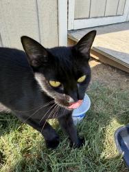Found/Stray Unknown Cat last seen Matlock and Mansfield Web Roas, Arlington, TX 76002