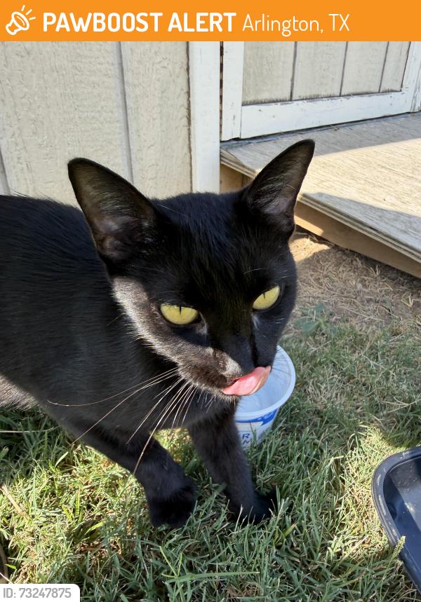 Found/Stray Unknown Cat last seen Matlock and Mansfield Web Roas, Arlington, TX 76002