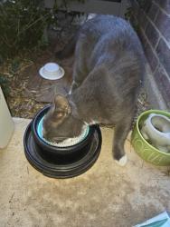 Found/Stray Male Cat last seen New York and Mirabella Dr, Grand Prairie, TX 75052