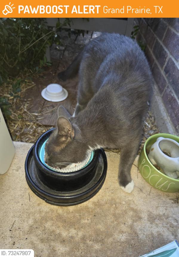 Found/Stray Male Cat last seen New York and Mirabella Dr, Grand Prairie, TX 75052