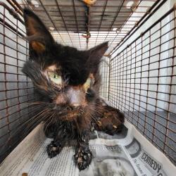 Shelter Stray Male Cat last seen Near BLOCK WINDSOR DR, 4710 TX-151, San Antonio, TX 78227, USA