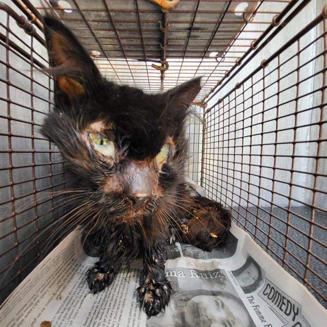 Shelter Stray Male Cat last seen Near BLOCK WINDSOR DR, 4710 TX-151, San Antonio, TX 78227, USA