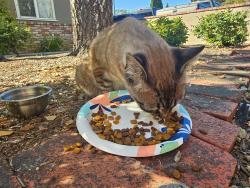 Reunited Female Cat last seen Alameda de las Pulgas, Woodside, CA 94062