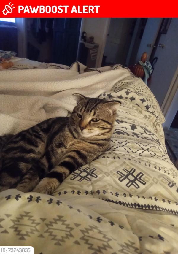 Lost Male Cat last seen Quintet road and chamucka road, Santa Rosa County, FL 32571