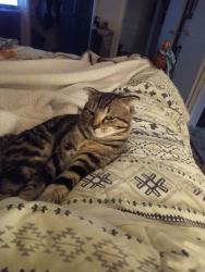 Lost Male Cat last seen Quintet road and chamucka road, Santa Rosa County, FL 32571