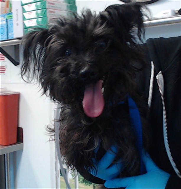 Shelter Stray Female Dog last seen NOE/MARKET, 1419 Bryant St, San Francisco, CA 94103, USA