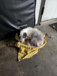 Found/Stray Female Dog last seen Fondren rd & South main, Houston, TX 77071