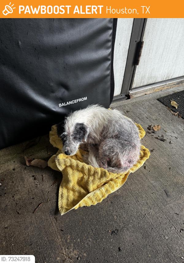 Found/Stray Female Dog last seen Fondren rd & South main, Houston, TX 77071