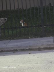 Found/Stray Unknown Cat last seen Near, Miami Beach, FL 33139
