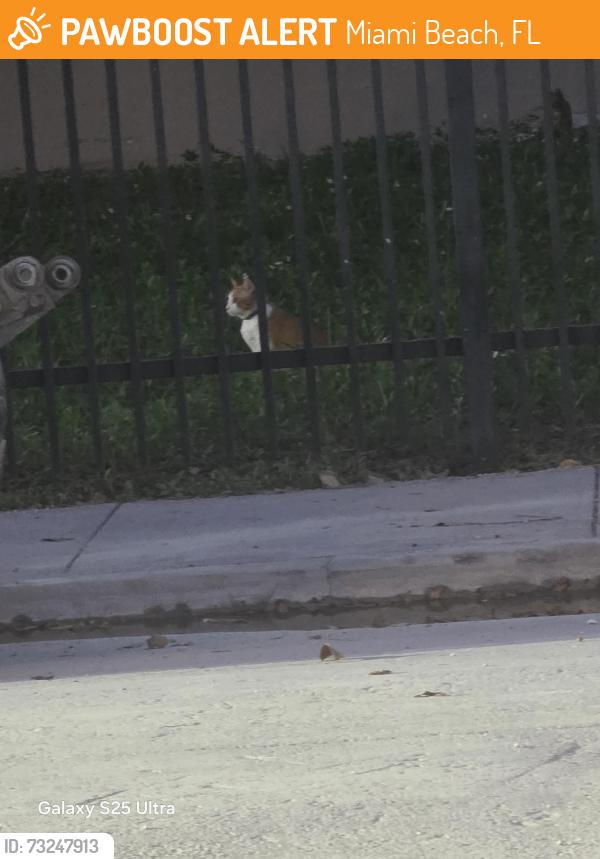 Found/Stray Unknown Cat last seen Near, Miami Beach, FL 33139