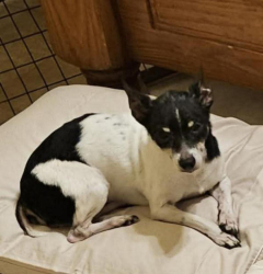 Lost Female Dog last seen Sutter Park Ln Cutten Green subdivision, Houston, TX 77066
