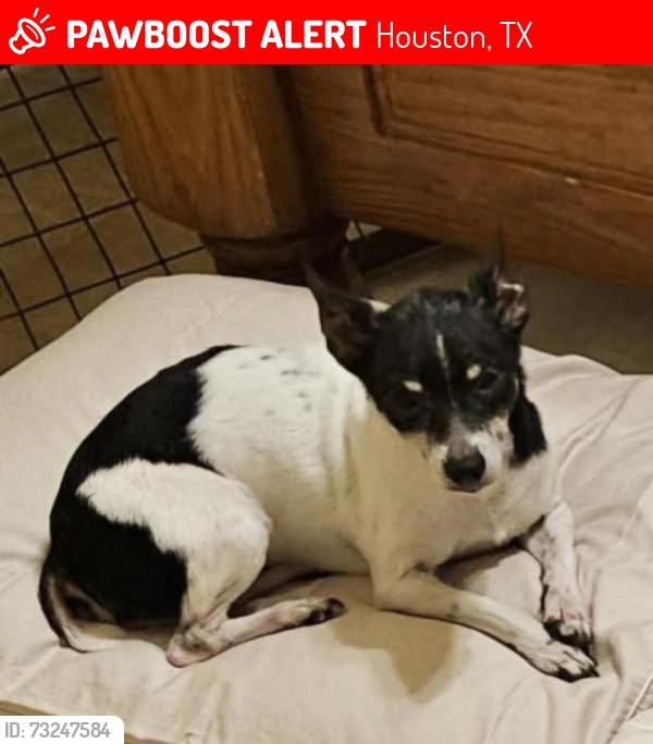 Lost Female Dog last seen Sutter Park Ln Cutten Green subdivision, Houston, TX 77066