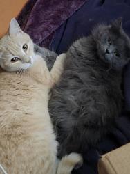 Lost Female Cat last seen Gilcrest Avenue and Taylor Street, Solano County, CA 94591