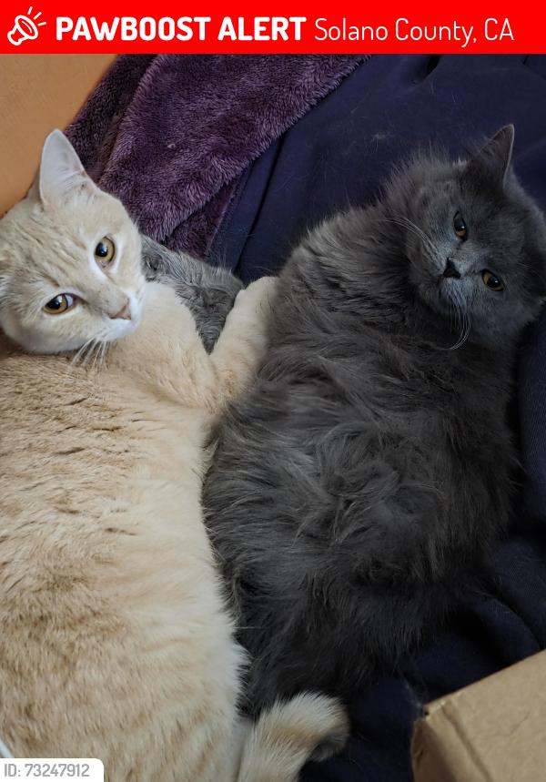 Lost Female Cat last seen Gilcrest Avenue and Taylor Street, Solano County, CA 94591