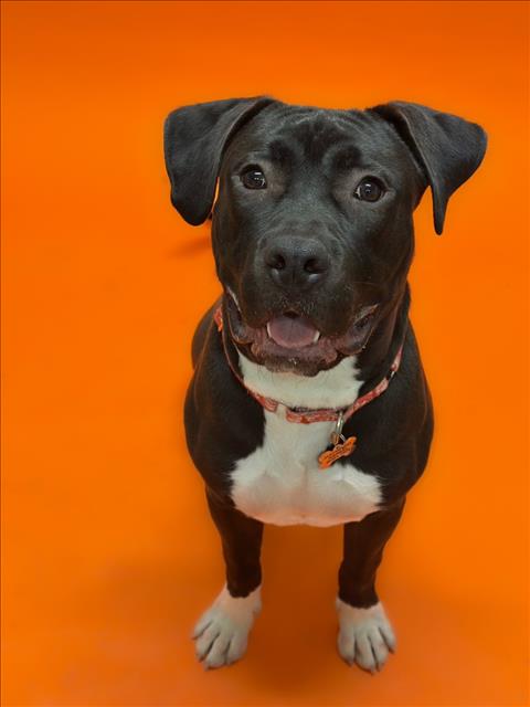 Shelter Stray Male Dog last seen SOUTH HAYWARD BART, 16 Barnes Ct, Hayward, CA 94544, USA