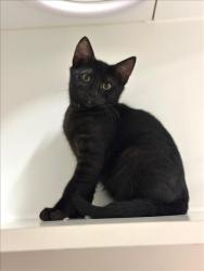Shelter Stray Male Cat last seen SMALLEY, 16 Barnes Ct, Hayward, CA 94544, USA