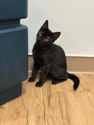 Shelter Stray Male Cat last seen SMALLEY, 16 Barnes Ct, Hayward, CA 94544, USA