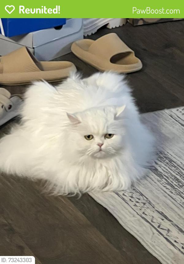 Reunited Male Cat last seen Near Three Springs Trail, Greenville, SC 29615