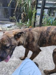 Found/Stray Male Dog last seen Right outside my patio, Apopka, FL 32703