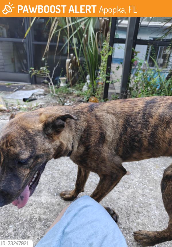 Found/Stray Male Dog last seen Right outside my patio, Apopka, FL 32703