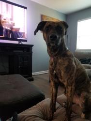 Reunited Female Dog last seen Near Allena Ln, Richland Hills, TX 76118, USA, Richland Hills, TX 76118