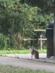 Found/Stray Unknown Cat last seen Englewood Metro Park off of St Rt 40, Dayton, OH 45414