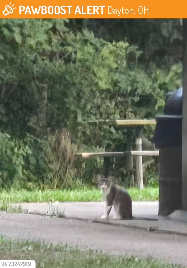 Found/Stray Unknown Cat last seen Englewood Metro Park off of St Rt 40, Dayton, OH 45414