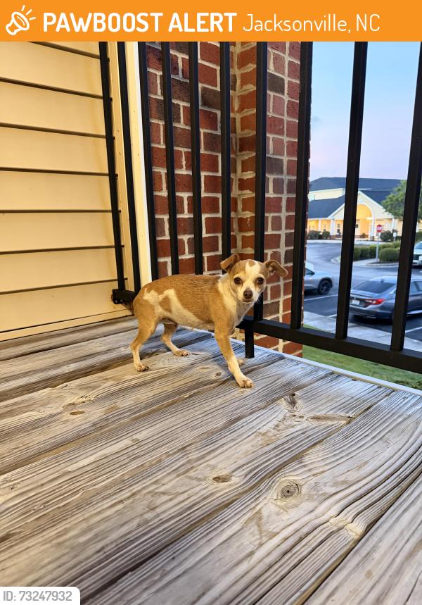 Found/Stray Female Dog last seen Jacksonville Commons, Jacksonville, NC 28540