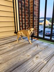 Found/Stray Female Dog last seen Jacksonville Commons, Jacksonville, NC 28540
