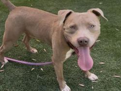 Shelter Stray Male Dog last seen , 1850 W 60th St, Los Angeles, CA 90047, USA