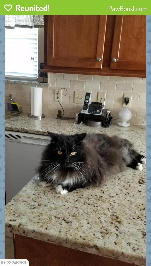 Reunited Male Cat last seen Landen Drive, Charlotte, NC 28277