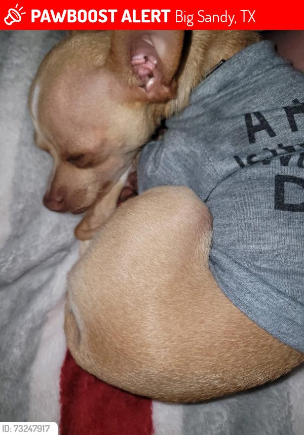 Lost Male Dog last seen FM 155 and 2911, Big Sandy, TX 75755